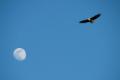 An eagle soars to the moon over Hardwood Island, Pushaw Lake.